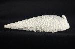 Cerithium (Cerithioclava) dalli OLSSON & PETIT 1964  - Bild © FossNet FossilienStore